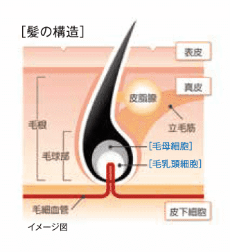 画像に alt 属性が指定されていません。ファイル名: howhairworks_02.png